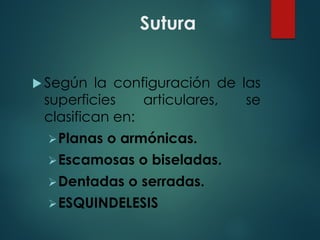 Sutura
u Según la configuración de las
superficies articulares, se
clasifican en:
ØPlanas o armónicas.
ØEscamosas o biseladas.
ØDentadas o serradas.
ØESQUINDELESIS
 