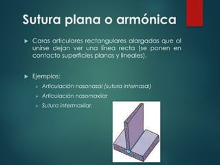 Sutura plana o armónica
u Caras articulares rectangulares alargadas que al
unirse dejan ver una línea recta (se ponen en
contacto superficies planas y lineales).
u Ejemplos:
Ø Articulación nasonasal (sutura internasal)
Ø Articulación nasomaxilar
Ø Sutura intermaxilar.
 