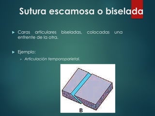 Sutura escamosa o biselada
u Caras articulares biseladas, colocadas una
enfrente de la otra.
u Ejemplo:
Ø Articulación temporoparietal.
 