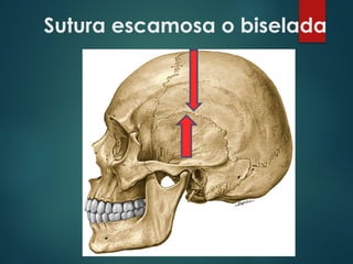 Sutura escamosa o biselada
 