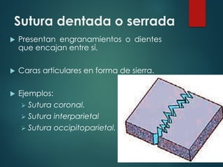 Sutura dentada o serrada
u Presentan engranamientos o dientes
que encajan entre sí.
u Caras articulares en forma de sierra.
u Ejemplos:
Ø Sutura coronal.
Ø Sutura interparietal
Ø Sutura occipitoparietal.
 