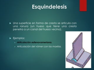 Esquindelesis
u Una superficie en forma de cresta se articula con
una ranura (un hueso que tiene una cresta
penetra a un canal del hueso vecino).
u Ejemplos:
Ø Articulación esfenovomeriana.
Ø Articulación del vómer con las maxilas.
 