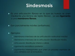 Sindesmosis
u Es una articulación fibrosa en la que los huesos se unen
mediante una lámina de tejido fibroso , ya sea ligamento
o una membrana fibrosa.
u Son parcialmente móviles (anfiartrosis).
u Ejemplos:
ü Membrana interósea de las articulación radioulnar medial.
ü Membrana interósea de la articulación tibiofibular media.
ü Articulación tibiofibular inferior o distal.
ü Ligamento sacroilíaco posterior.
ü Ligamentos interespinales que unen un proceso espinoso de
una vértebra con el inmediato.
 