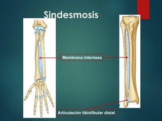 Sindesmosis
Membrana interósea
Articulación tibiofibular distal
 