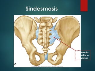 Sindesmosis
Ligamento
sacroilíaco
posterior
 