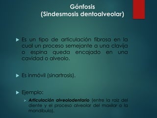 Gónfosis
(Sindesmosis dentoalveolar)
u Es un tipo de articulación fibrosa en la
cual un proceso semejante a una clavija
o espina queda encajado en una
cavidad o alveolo.
u Es inmóvil (sinartrosis).
u Ejemplo:
Ø Articulación alveolodentario (entre la raíz del
diente y el proceso alveolar del maxilar o la
mandíbula).
 