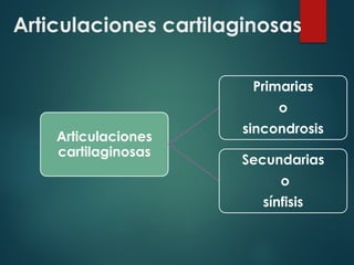 Articulaciones cartilaginosas
Articulaciones
cartilaginosas
Primarias
o
sincondrosis
Secundarias
o
sínfisis
 