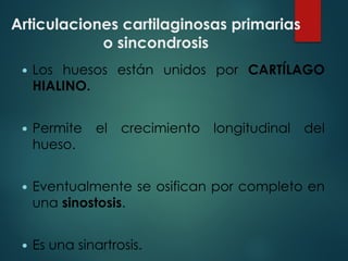 Articulaciones cartilaginosas primarias
o sincondrosis
— Los huesos están unidos por CARTÍLAGO
HIALINO.
— Permite el crecimiento longitudinal del
hueso.
— Eventualmente se osifican por completo en
una sinostosis.
— Es una sinartrosis.
 