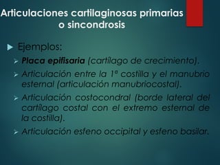 Articulaciones cartilaginosas primarias
o sincondrosis
u Ejemplos:
Ø Placa epifisaria (cartílago de crecimiento).
Ø Articulación entre la 1ª costilla y el manubrio
esternal (articulación manubriocostal).
Ø Articulación costocondral (borde lateral del
cartílago costal con el extremo esternal de
la costilla).
Ø Articulación esfeno occipital y esfeno basilar.
 