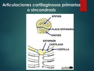 Articulaciones cartilaginosas primarias
o sincondrosis
 