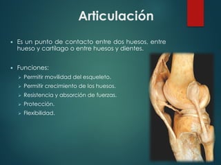 Articulación
— Es un punto de contacto entre dos huesos, entre
hueso y cartílago o entre huesos y dientes.
— Funciones:
Ø Permitir movilidad del esqueleto.
Ø Permitir crecimiento de los huesos.
Ø Resistencia y absorción de fuerzas.
Ø Protección.
Ø Flexibilidad.
 