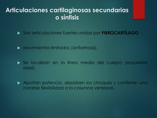 Articulaciones cartilaginosas secundarias
o sínfisis
u Son articulaciones fuertes unidas por FIBROCARTÍLAGO.
u Movimientos limitados (anfiartrosis).
u Se localizan en la línea media del cuerpo (esqueleto
axial).
u Aportan potencia, absorben los choques y confieren una
notable flexibilidad a la columna vertebral.
 