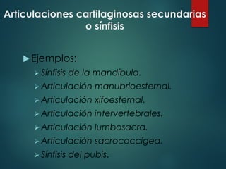Articulaciones cartilaginosas secundarias
o sínfisis
u Ejemplos:
Ø Sínfisis de la mandíbula.
Ø Articulación manubrioesternal.
Ø Articulación xifoesternal.
Ø Articulación intervertebrales.
Ø Articulación lumbosacra.
Ø Articulación sacrococcígea.
Ø Sínfisis del pubis.
 