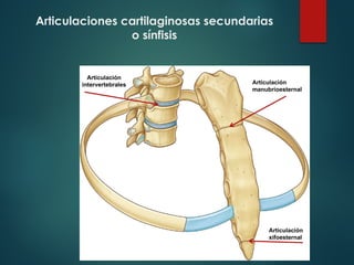 Articulaciones cartilaginosas secundarias
o sínfisis
Articulación
manubrioesternal
Articulación
xifoesternal
Articulación
intervertebrales
 
