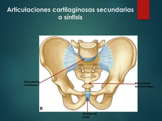 Articulaciones cartilaginosas secundarias
o sínfisis
Articulación
lumbosacra
Articulación
sacrococcígea
Sínfisis del
pubis
 