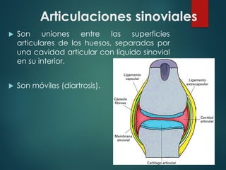 Articulaciones sinoviales
u Son uniones entre las superficies
articulares de los huesos, separadas por
una cavidad articular con líquido sinovial
en su interior.
u Son móviles (diartrosis).
 
