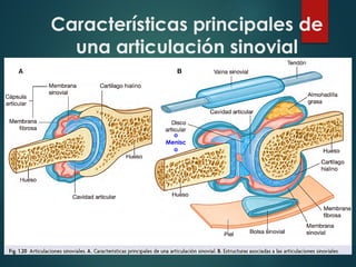 Características principales de
una articulación sinovial
o
Menisc
o
 