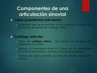 Componentes de una
articulación sinovial
u Caras (superficies) articulares:
Ø Superficies que se encuentran en los extremos o bordes de
los huesos, revestidas de cartílago hialino.
u Cartílago articular:
Ø Capa de cartílago hialino, que reviste por completo las
superficies articulares.
Ø Reduce el rozamiento entre los huesos en la articulación
durante el movimiento y ayuda a amortiguar los golpes.
Ø Carece de vasos y nervios, se nutre por difusión del líquido
sinovial.
 