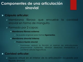 Componentes de una articulación
sinovial
u Cápsula articular:
Ø Membrana fibrosa que envuelve la cavidad
sinovial en forma de manguito.
Ø Formado por 2 capas:
v Membrana fibrosa externa:
ü Se puede engrosar para formar ligamentos.
v Membrana sinovial interna:
ü Produce líquido sinovial
o Funciones: reducir la fricción al lubricar las articulaciones,
proporcionar nutrientes, eliminar desechos metabólicos y
contiene células fagocíticas.
u Cavidad articular:
Ø Espacio virtual en el interior de la articulación ocupado por
líquido sinovial.
 