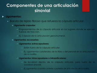 Componentes de una articulación
sinovial
u Ligamentos:
Ø Banda de tejido fibroso que refuerza la cápsula articular.
v Ligamento capsular:
ü Engrosamientos de la cápsula articular en los lugares donde se ejercen
fuerzas de tracción.
ü Ej. Cápsula de la articulación glenohumeral.
v Ligamentos accesorios:
ü Ligamentos extracapsulares:
o Están fuera de la cápsula articular.
o Ej. Ligamentos colaterales de la tibia y del peroné en la articulación
de la rodilla.
ü Ligamentos intracapsulares o intraarticulares:
o Se localizan dentro de la cápsula articular, pero fuera de la
cavidad sinovial.
o Ej. Ligamentos cruzados anterior y posterior de articulación de la rodilla.
 