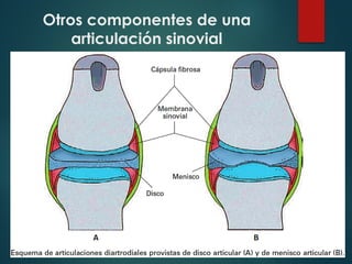 Otros componentes de una
articulación sinovial
 