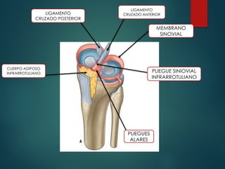 LIGAMENTO
CRUZADO ANTERIOR
MEMBRANO
SINOVIAL
PLIEGUE SINIOVIAL
INFRARROTULIANO
PLIEGUES
ALARES
CUERPO ADIPOSO
INFRARROTULIANO
LIGAMENTO
CRUZADO POSTERIOR
 