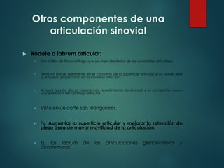 Otros componentes de una
articulación sinovial
u Rodete o labrum articular:
ü Son anillos de fibrocartílago que se unen alrededor de las cavidades articulares.
ü Tiene un borde adherente en el contorno de la superficie articular y un borde libre
que queda proyectado en la cavidad articular.
ü Al igual que los discos carecen de revestimiento de sinovial, y se comportan como
una extensión del cartílago articular.
ü Visto en un corte son triangulares.
ü Fx. Aumentar la superficie articular y mejorar la retención de
pieza ósea de mayor movilidad de la articulación.
ü Ej. los labrum de las articulaciones glenohumeral y
coxofemoral.
 