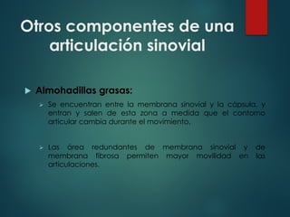 Otros componentes de una
articulación sinovial
u Almohadillas grasas:
Ø Se encuentran entre la membrana sinovial y la cápsula, y
entran y salen de esta zona a medida que el contorno
articular cambia durante el movimiento.
Ø Las área redundantes de membrana sinovial y de
membrana fibrosa permiten mayor movilidad en las
articulaciones.
 