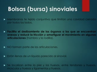 Bolsas (bursa) sinoviales
u Membranas te tejido conjuntivo que limitan una cavidad cerrada
por todos los lados.
u Facilita el deslizamiento de los órganos a los que se encuentran
anexas y reducir la fricción y amortiguar el movimiento en algunas
articulaciones (hombro y la rodilla).
u NO forman parte de las articulaciones.
u Están llenas de un líquido parecido al sinovial.
u Se localizan entre la piel y los huesos, entre tendones y huesos,
músculos y huesos y ligamentos y huesos.
 