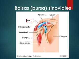 Bolsas (bursa) sinoviales
 
