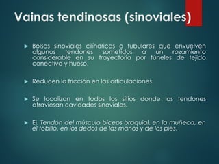Vainas tendinosas (sinoviales)
u Bolsas sinoviales cilíndricas o tubulares que envuelven
algunos tendones sometidos a un rozamiento
considerable en su trayectoria por túneles de tejido
conectivo y hueso.
u Reducen la fricción en las articulaciones.
u Se localizan en todos los sitios donde los tendones
atraviesan cavidades sinoviales.
u Ej. Tendón del músculo bíceps braquial, en la muñeca, en
el tobillo, en los dedos de las manos y de los pies.
 
