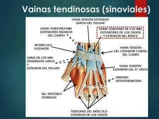 Vainas tendinosas (sinoviales)
 