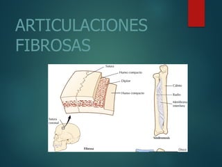ARTICULACIONES
FIBROSAS
 