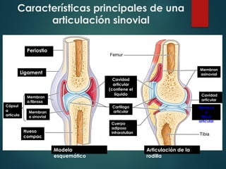Características principales de una
articulación sinovial
Periostio
Periostio
Ligament
o
Cápsul
a
articula
r
Membran
a fibrosa
Membran
a sinovial
Cavidad
articular
(contiene el
líquido
sinovial)
Membran
asinovial
Cartílago
articular
Hueso
compac
to
Cuerpo
adiposo
infrarotulian
o
Cavidad
articular
Menisco
o
Disco
articular
Modelo
esquemático
Articulación de la
rodilla
 