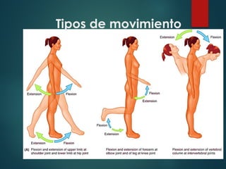 Tipos de movimiento
 