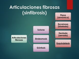 Articulaciones fibrosas
(sinfibrosis)
Articulaciones
fibrosas
Suturas
Plana
(armónica)
Escamosa
(biselada)
Dentada
(serrada)
Esquindelesis
Sindesmosis
Gónfosis
 