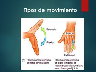 Tipos de movimiento
 