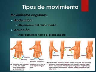 Tipos de movimiento
Movimientos angulares:
u Abducción:
Ø Alejamiento del plano medio.
u Aducción:
Ø Acercamiento hacia el plano medio.
 