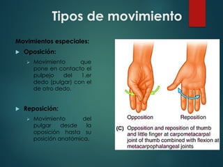 Tipos de movimiento
Movimientos especiales:
u Oposición:
Ø Movimiento que
pone en contacto el
pulpejo del 1.er
dedo (pulgar) con el
de otro dedo.
u Reposición:
Ø Movimiento del
pulgar desde la
oposición hasta su
posición anatómica.
 