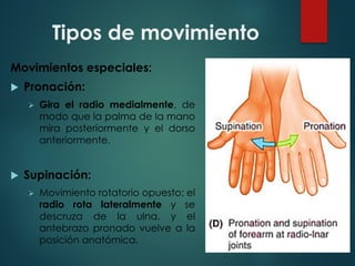 Tipos de movimiento
Movimientos especiales:
u Pronación:
Ø Gira el radio medialmente, de
modo que la palma de la mano
mira posteriormente y el dorso
anteriormente.
u Supinación:
Ø Movimiento rotatorio opuesto: el
radio rota lateralmente y se
descruza de la ulna, y el
antebrazo pronado vuelve a la
posición anatómica.
 