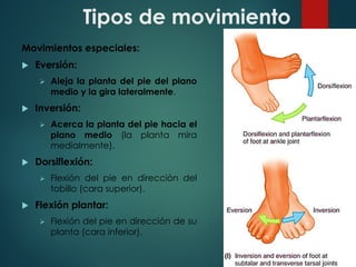 Tipos de movimiento
Movimientos especiales:
u Eversión:
Ø Aleja la planta del pie del plano
medio y la gira lateralmente.
u Inversión:
Ø Acerca la planta del pie hacia el
plano medio (la planta mira
medialmente).
u Dorsiflexión:
Ø Flexión del pie en dirección del
tobillo (cara superior).
u Flexión plantar:
Ø Flexión del pie en dirección de su
planta (cara inferior).
 