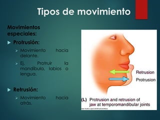 Tipos de movimiento
Movimientos
especiales:
u Protrusión:
Ø Movimiento hacia
delante.
Ø Ej. Protruir la
mandíbula, labios o
lengua.
u Retrusión:
Ø Movimiento hacia
atrás.
 