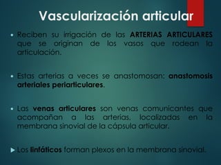 Vascularización articular
— Reciben su irrigación de las ARTERIAS ARTICULARES
que se originan de los vasos que rodean la
articulación.
— Estas arterias a veces se anastomosan: anastomosis
arteriales periarticulares.
— Las venas articulares son venas comunicantes que
acompañan a las arterias, localizadas en la
membrana sinovial de la cápsula articular.
u Los linfáticos forman plexos en la membrana sinovial.
 
