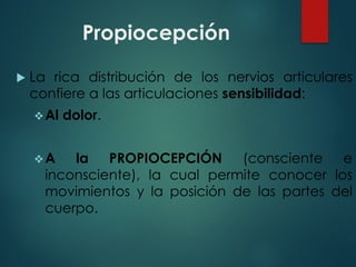Propiocepción
u La rica distribución de los nervios articulares
confiere a las articulaciones sensibilidad:
vAl dolor.
vA la PROPIOCEPCIÓN (consciente e
inconsciente), la cual permite conocer los
movimientos y la posición de las partes del
cuerpo.
 