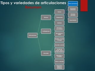 Tipos y variedades de articulaciones
Resumen
Articulaciones
Fibrosas
Suturas
Plana (armónica)
Escamosa
(biselada)
Dentada
(serrada)
Esquindelesis
Sindesmosis
Gónfosis
Cartilaginosas
Primarias o
sincondrosis
Secundarias o
sínfisis
Sinoviales
Gínglimo, troclear
o bisagra
Trocoide o pivote
En silla de
montar, selar o
encaje recíproco
Elipsoidea o
condílea
Plana o artrodia
Esferoidea,
esférica o
enartrosis
 