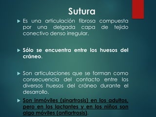 Sutura
u Es una articulación fibrosa compuesta
por una delgada capa de tejido
conectivo denso irregular.
u Sólo se encuentra entre los huesos del
cráneo.
u Son articulaciones que se forman como
consecuencia del contacto entre los
diversos huesos del cráneo durante el
desarrollo.
u Son inmóviles (sinartrosis) en los adultos,
pero en los lactantes y en los niños son
algo móviles (anfiartrosis).
 