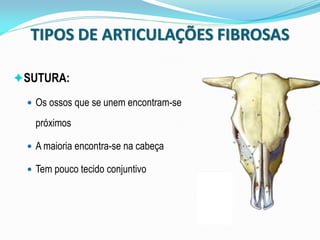 TIPOS DE ARTICULAÇÕES FIBROSAS

SUTURA:

  Os ossos que se unem encontram-se

   próximos

  A maioria encontra-se na cabeça

  Tem pouco tecido conjuntivo
 