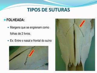 TIPOS DE SUTURAS
FOLHEADA:

  Margens que se engrenam como

   folhas de 2 livros.

  Ex: Entre o nasal e frontal do suíno
 