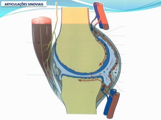 ARTICULAÇÕES SINOVIAIS
 