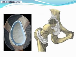 ARTICULAÇÕES SINOVIAIS
 